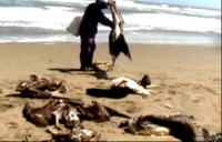 Peru- Cá heo và chim biển chết hàng loạt