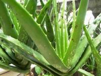 Bí quyết trị rụng tóc với lô hội