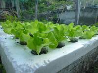 Tạo mới nguồn rau sạch