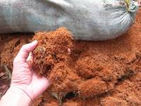 Cú hích chăn nuôi đệm lót sinh học