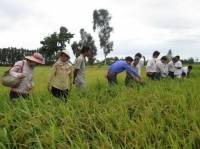 Ứng dụng nấm xanh phòng trừ rầy nâu