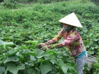 Chế phẩm sinh học xử lý môi trường nông thôn