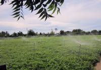 Mô hình tự động tưới tiêu hoa màu sử dụng năng lượng mặt trời