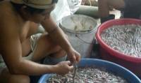 Người Việt tự đầu độc nhau