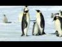 Emperor Penguins-thought you might enjoy